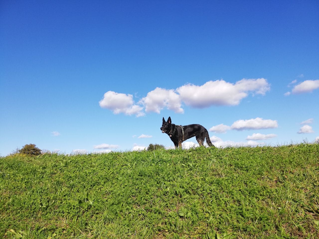 Kiras Blog - Diabetes beim Hund