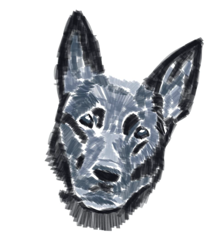 Kiras Blog - Diabetes beim Hund