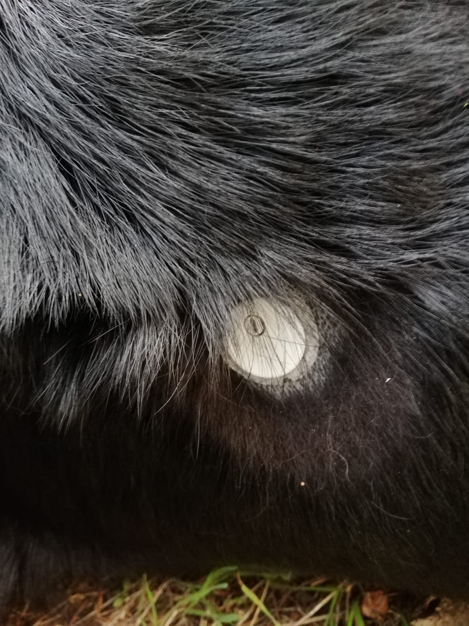 Wie setze ich einen CGM-Sensor?